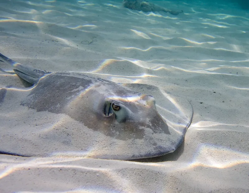 Stingray at SEA LIFE | SEA LIFE Aquarium