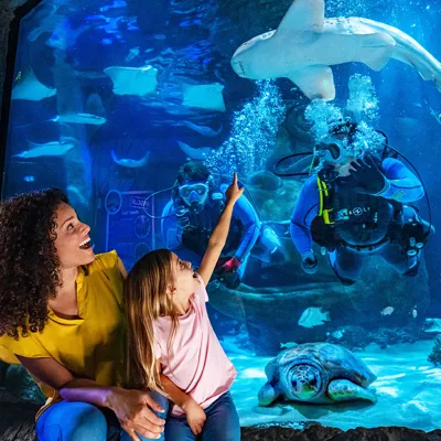 A mother and daughter joyfully observe an aquarium tank at SEA LIFE, filled with colorful fish, a large shark, and a turtle. Two scuba divers interact with the sea creatures inside the tank while the daughter excitedly points towards the shark. The scene captures a vibrant underwater environment and an engaging family experience at SEA LIFE Aquarium.