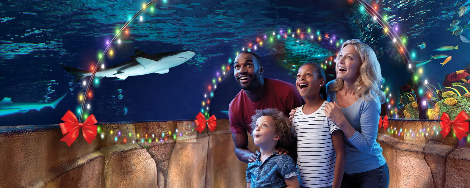 SEA LIFE Charlotte - 5 To 2 Ratio Sol V2