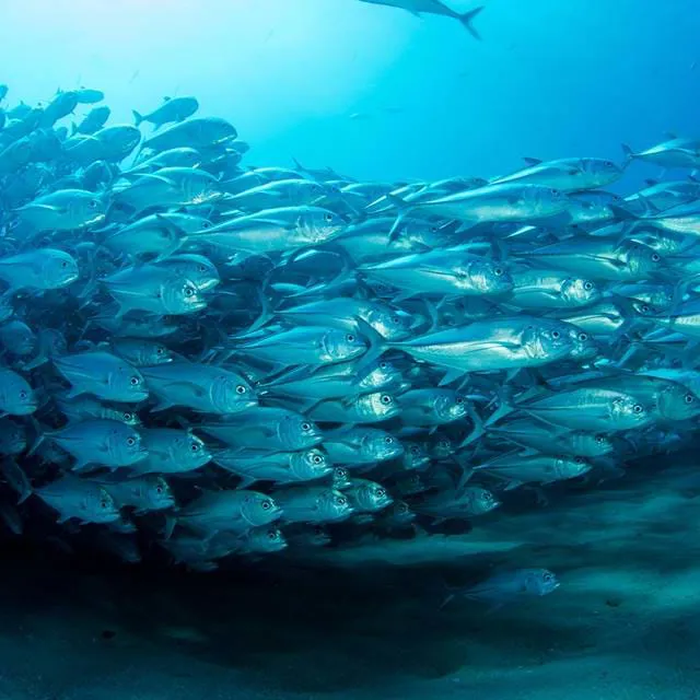 Shoaling Ring Exhibit | SEA LIFE Aquarium