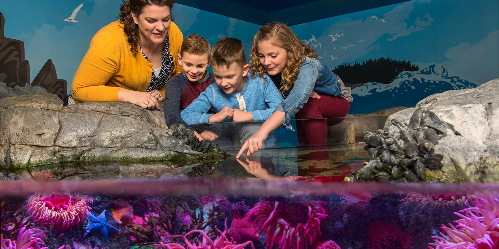 Touchpool | SEA LIFE Aquarium