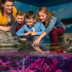 Touchpool | SEA LIFE Aquarium