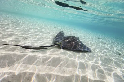 Stingray Creature | SEA LIFE Aquarium