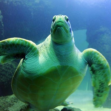 Green Sea Turtle | SEA LIFE Aquarium