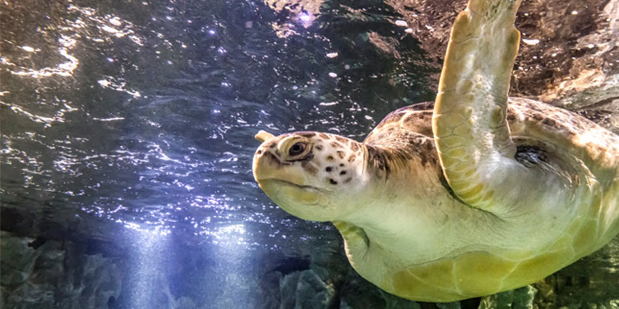 Sea Turtle Header 2 1