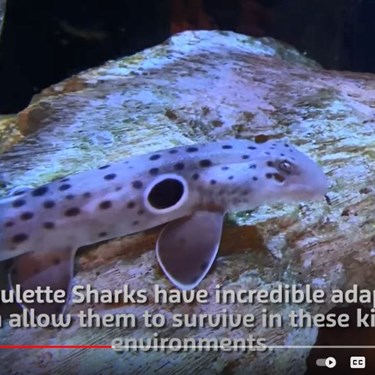 Shark Video Tile
