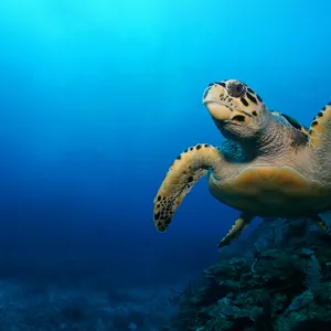 Turtle | SEA LIFE Aquarium