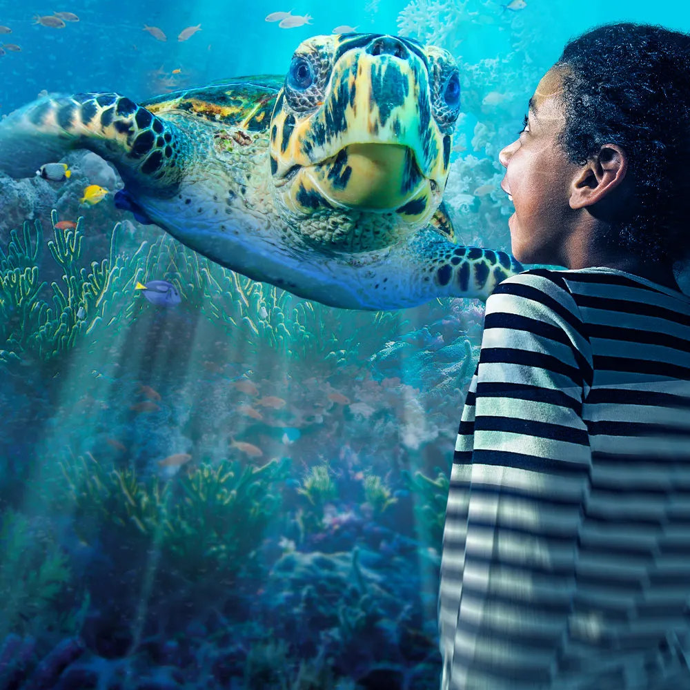 SLCC Turtlerescue 1000X1000px (1)