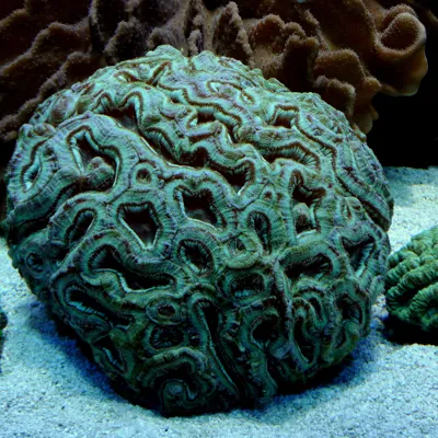 Green Brain Coral