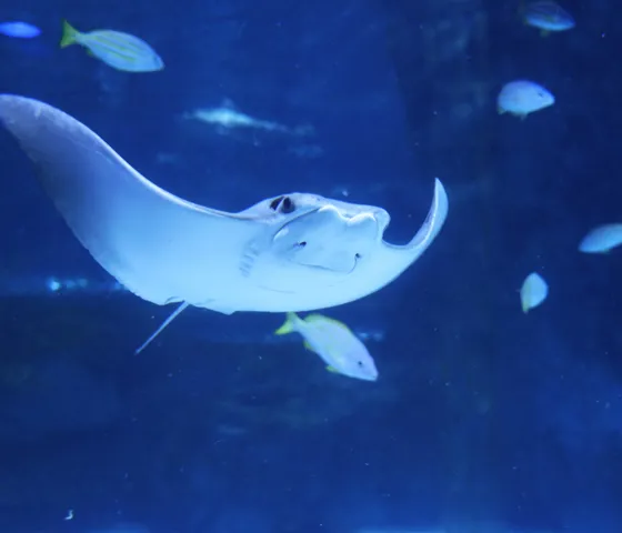 Ray at SEA LIFE COEX, Seoul Aquarium