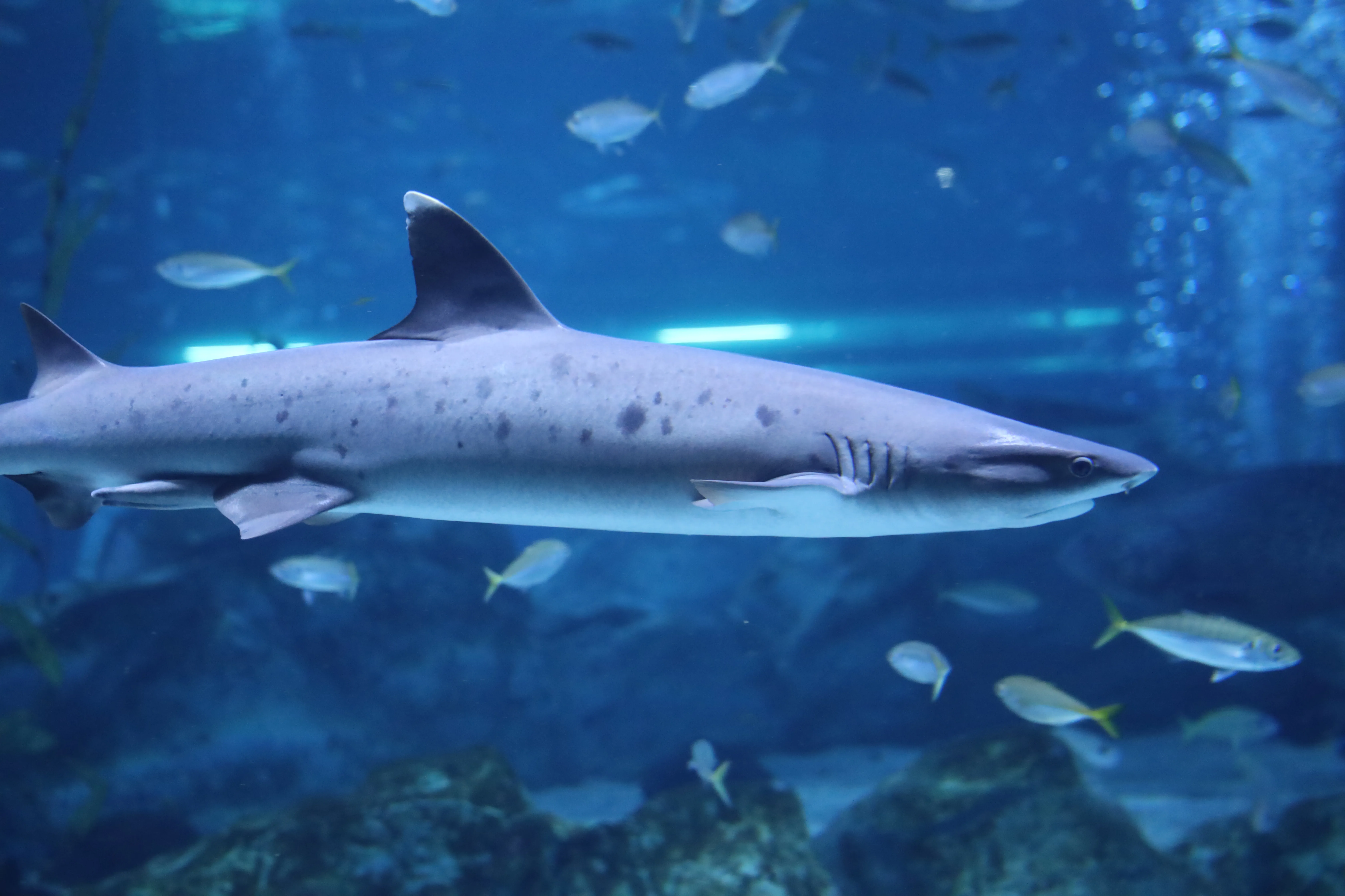 Whitetip reef shark at SEA LIFE COEX, Seoul Aquarium