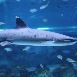 Whitetip reef shark at SEA LIFE COEX, Seoul Aquarium