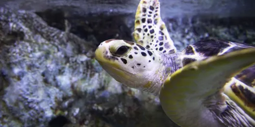 코엑스 아쿠아리움의 푸른바다거북