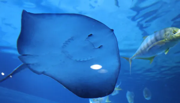 코엑스 아쿠아리움의 흑가오리