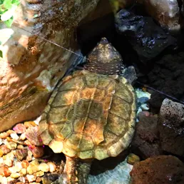 Alligator snapping turtle at SEA LIFE COEX, Seoul Aquarium