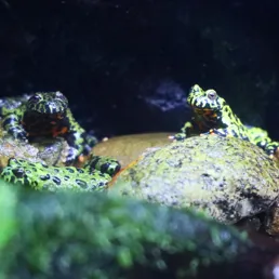 Korean fire-bellied toad at Coex aquarium