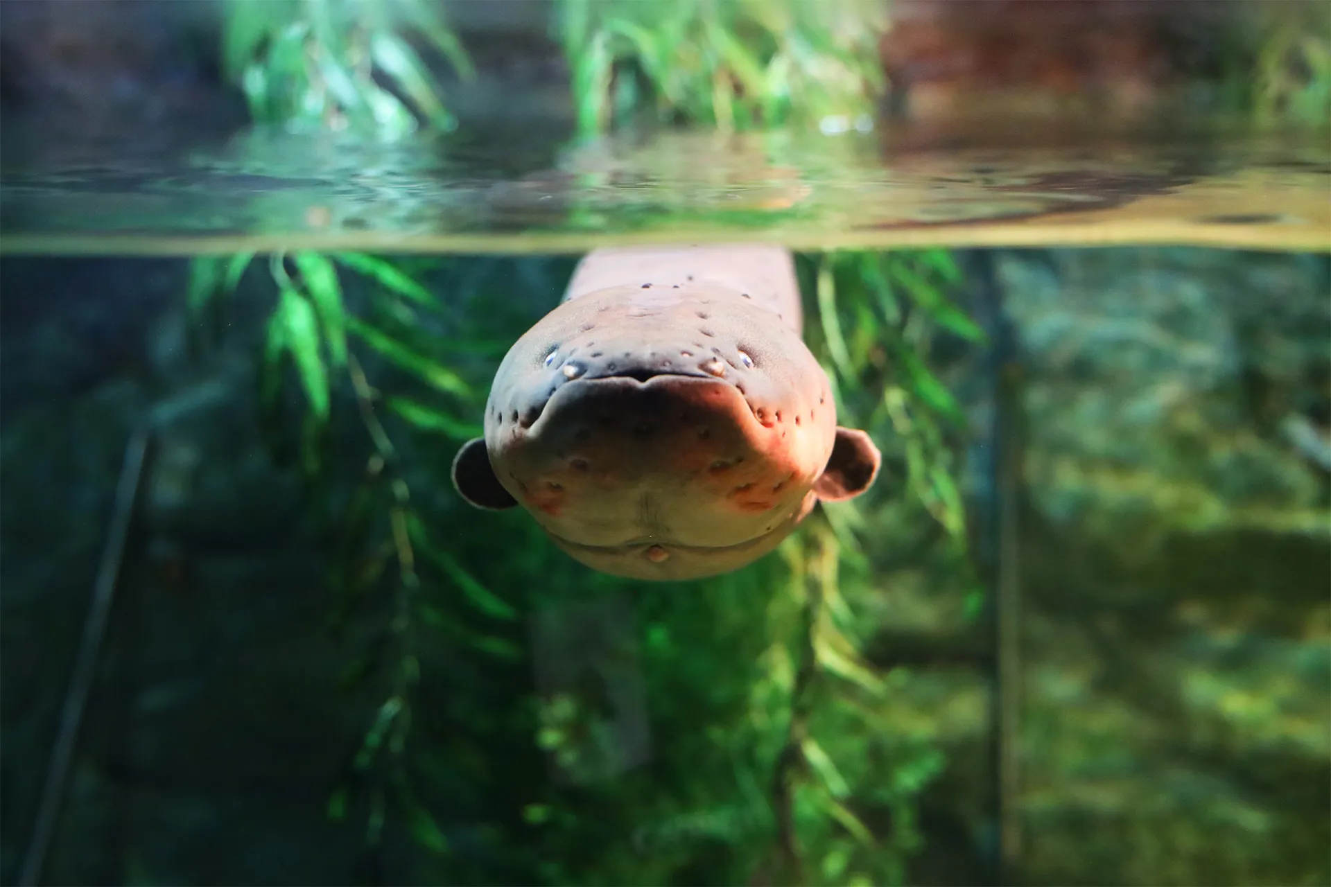 Electrophorus electricus at SEA LIFE COEX, Seoul Aquarium
