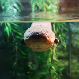 Electrophorus electricus at SEA LIFE COEX, Seoul Aquarium