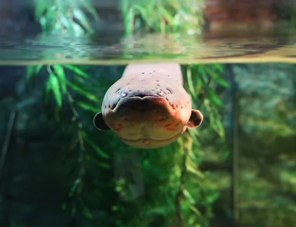 Electrophorus electricus at SEA LIFE COEX, Seoul Aquarium