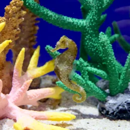 코엑스 아쿠아리움의 해마