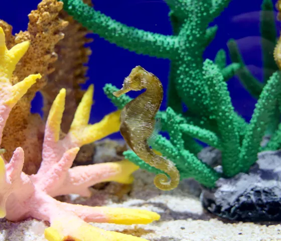 코엑스 아쿠아리움의 해마