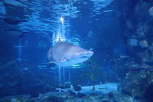 Sandtiger shark at Coex aquarium
