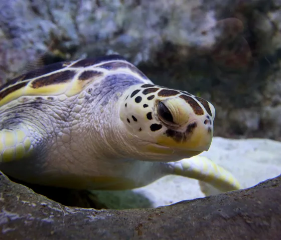 코엑스 아쿠아리움의 푸른바다거북