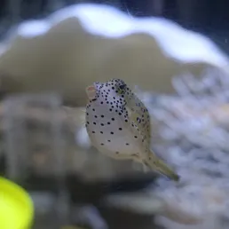 Yellow boxfish at SEA LIFE COEX, Seoul Aquarium