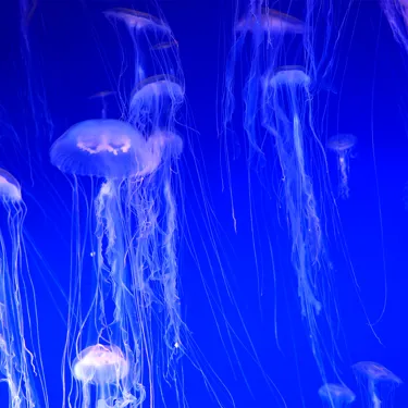 코엑스 아쿠아리움의 해파리