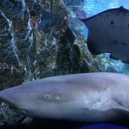 Shark at SEA LIFE COEX, Seoul Aquarium