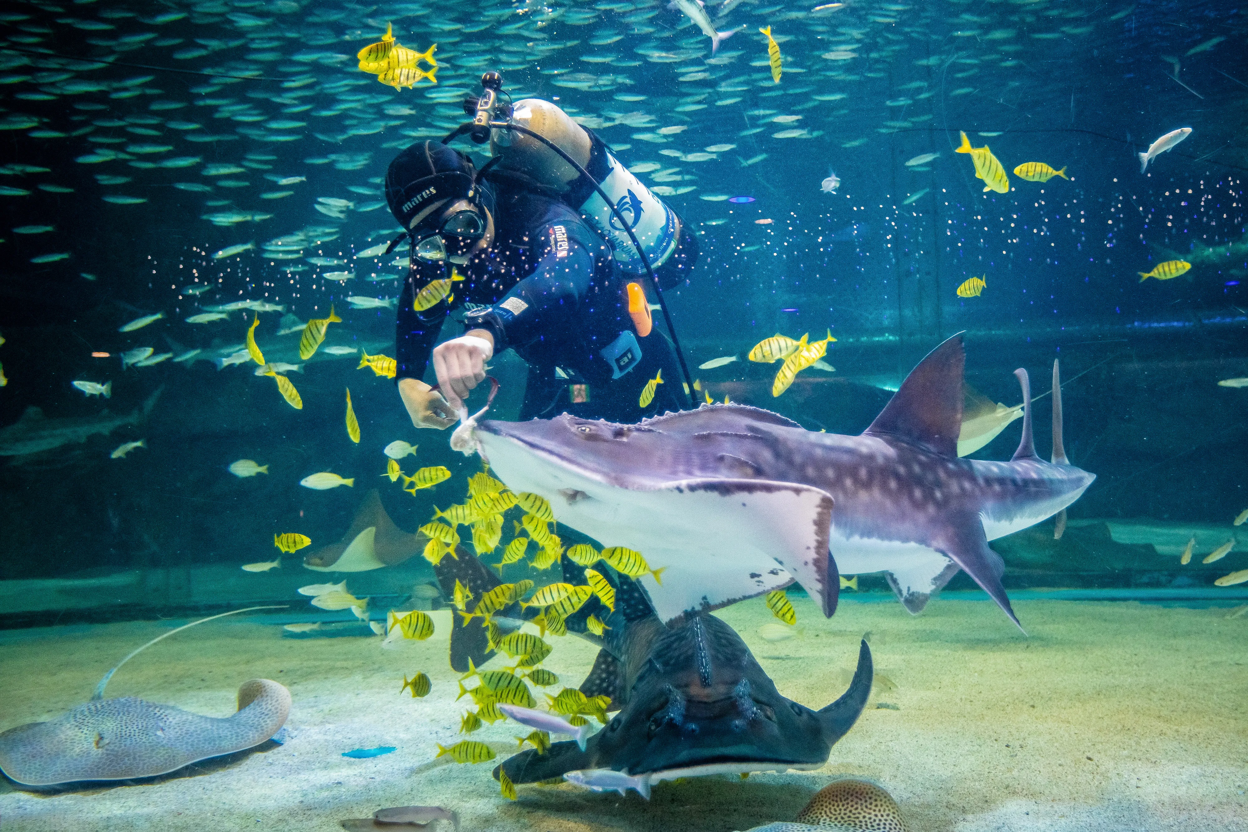 Feeding Stingray