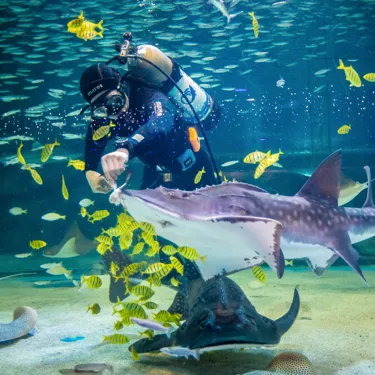 Feeding Stingray