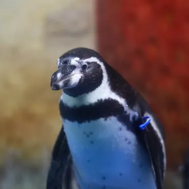 코엑스 아쿠아리움의 훔볼트펭귄