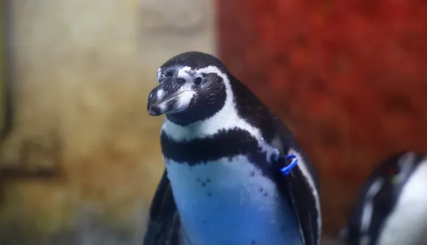 Humboldt Penguin at COEX Aquarium