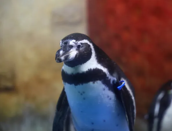 Humboldt Penguin at COEX Aquarium