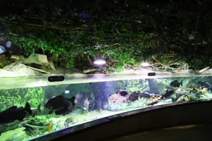 아마조니아 월드