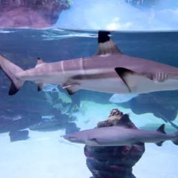 코엑스 아쿠아리움의 블랙팁 샤크