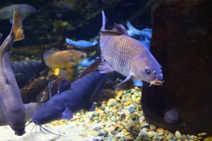 Story of Korean fish