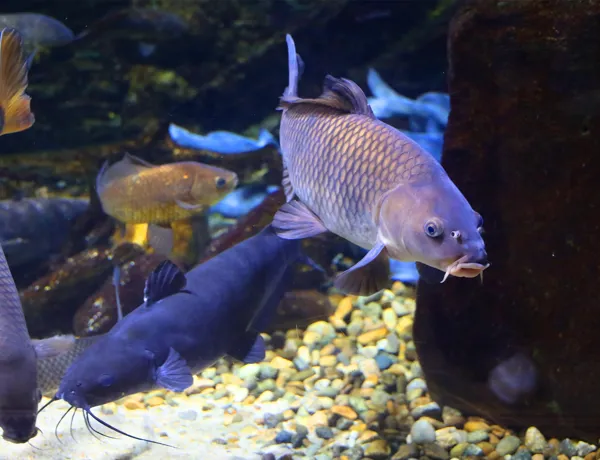 우리터 우리물고기