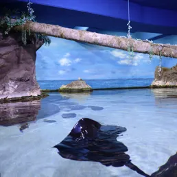 맹그로브와 해변