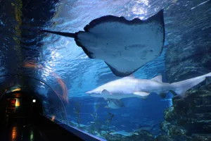 Ray at Coex aquarium