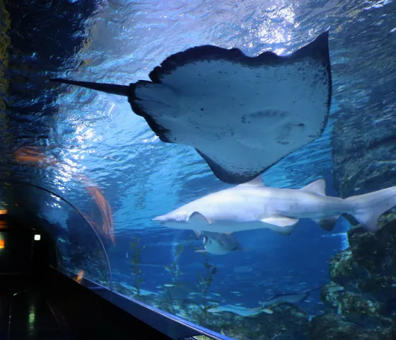 코엑스 아쿠아리움의 가오리