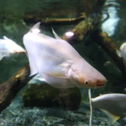 Iridescent shark catfish at SEA LIFE COEX, Seoul Aquarium