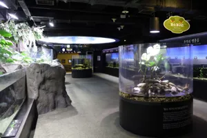 Stoty of Korean fish