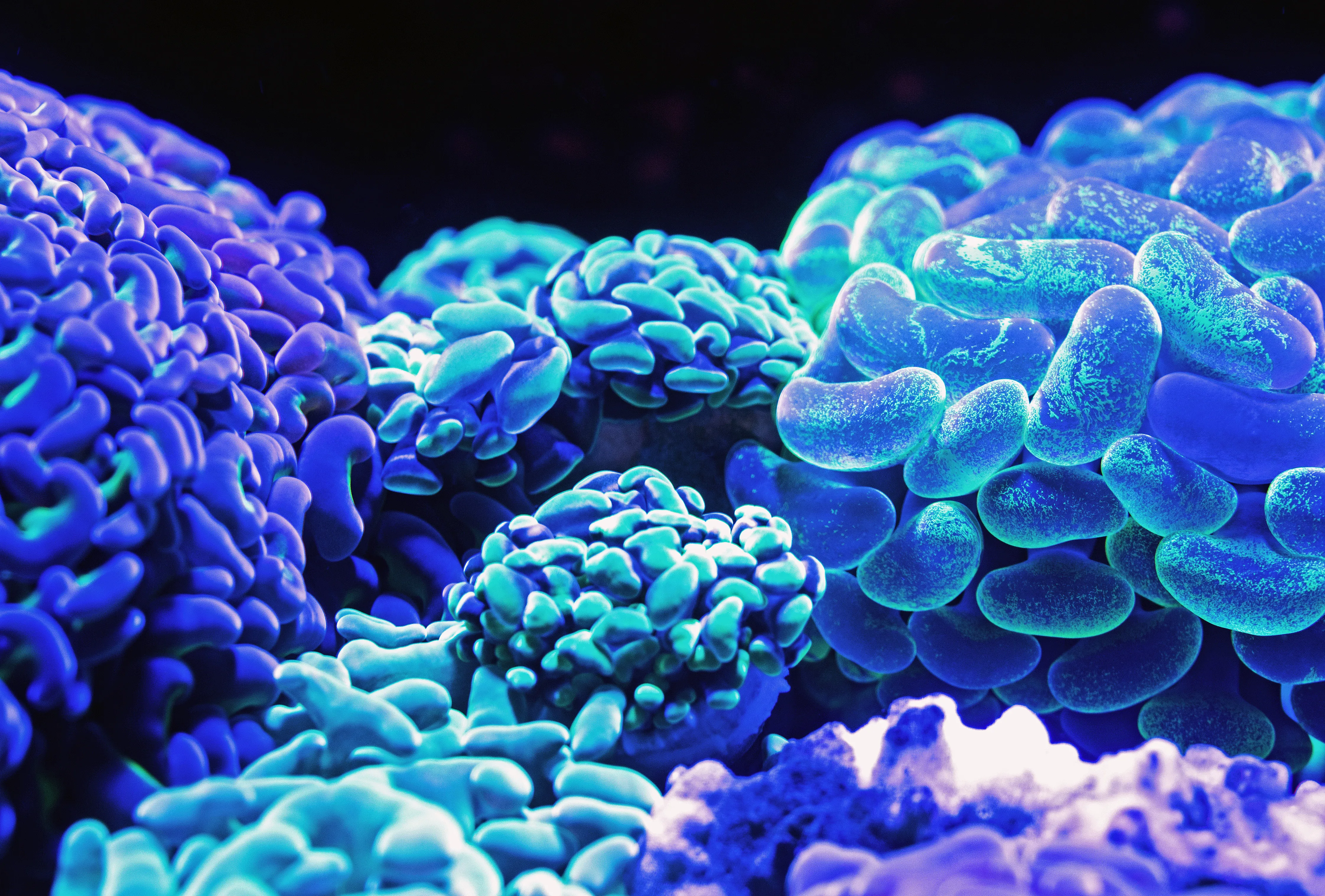 Coral David Clode 576047 Unsplash