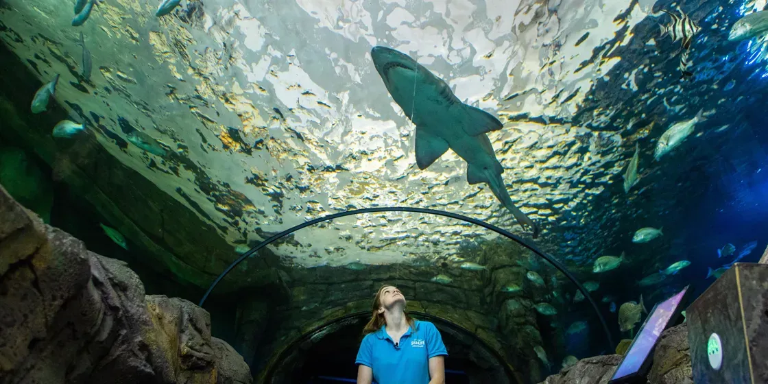 Murdoch And Senior Aquarist At Sea Life Sydney Aquarium