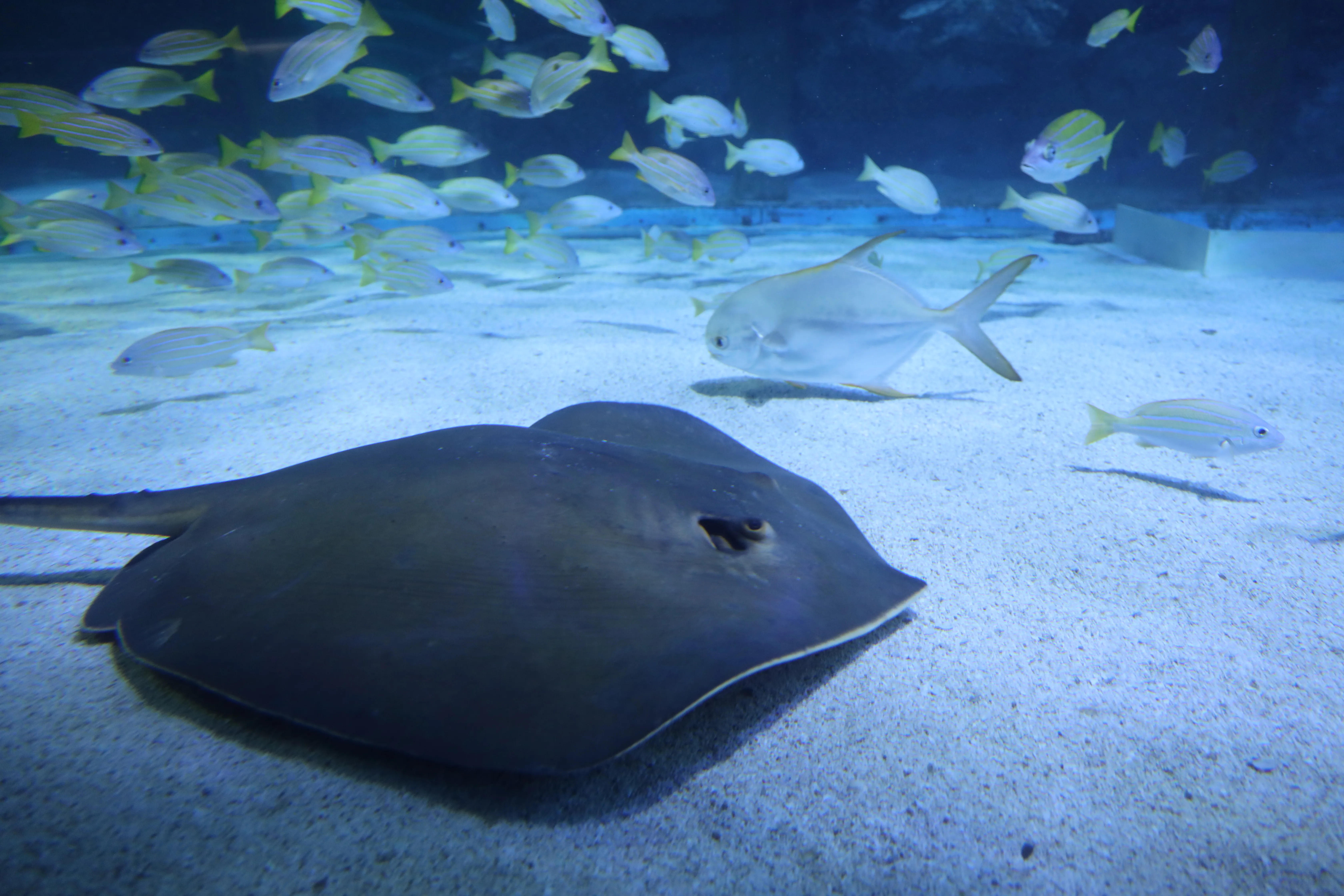 Ray at SEA LIFE COEX, Seoul Aquarium