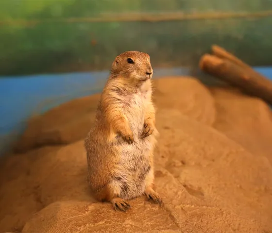 코엑스 아쿠아리움의 프레리독