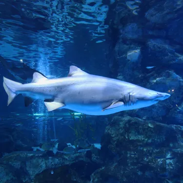 코엑스 아쿠아리움의 샌드타이거샤크