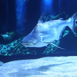 Pangasius at SEA LIFE COEX, Seoul Aquarium